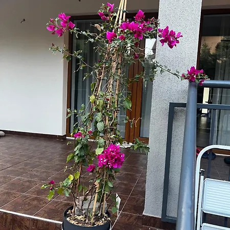 Villa Rus House *